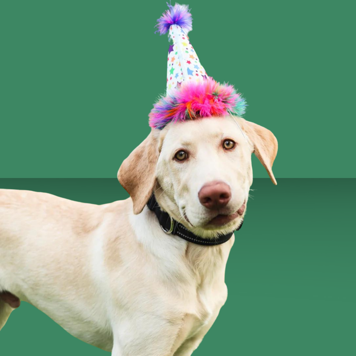 Huxley & Kent Party Hat Superstars L