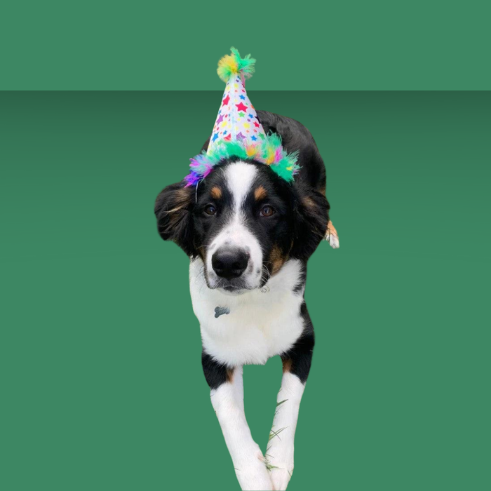 Huxley & Kent Party Hat Superstars S