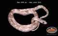 Hypo Cinder 22" Male for sale by South Mountain Reptiles