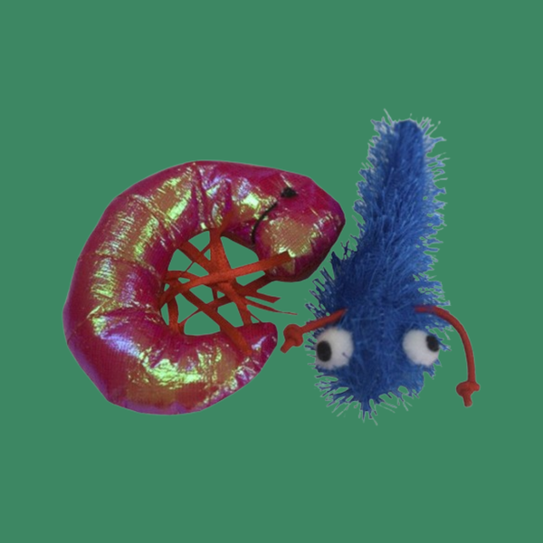 Imperial Cat Shrimp and Tadpole