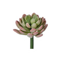Jade Succulent