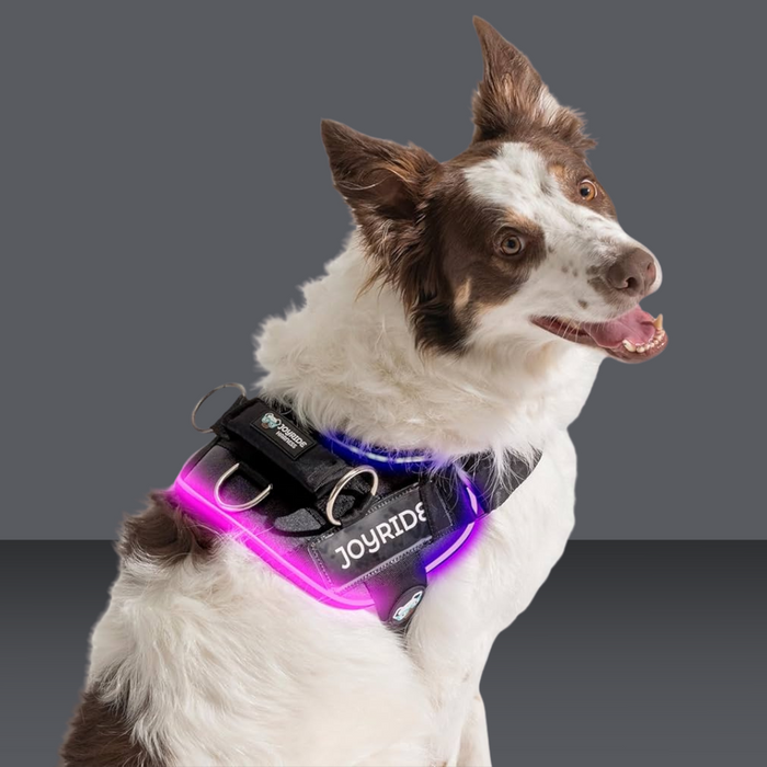 Joyride Nightsafe LED Harness 2.0 Black L
