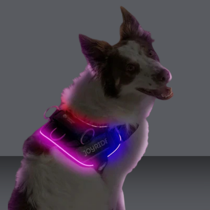 Joyride Nightsafe LED Harness 2.0 Black XS