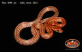 Kastanie Tessera 20" Female for sale by South Mountain Reptiles
