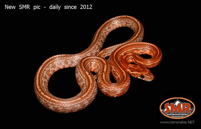 Kastanie Tessera 20" Female for sale by South Mountain Reptiles