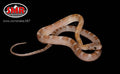 Key Caramel Bloodred 13" Male Corn Snake for sale by South Mountain Reptiles