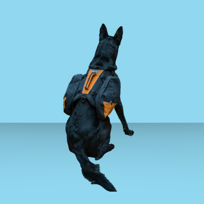 Kurgo Baxter Backpack Black & Orange