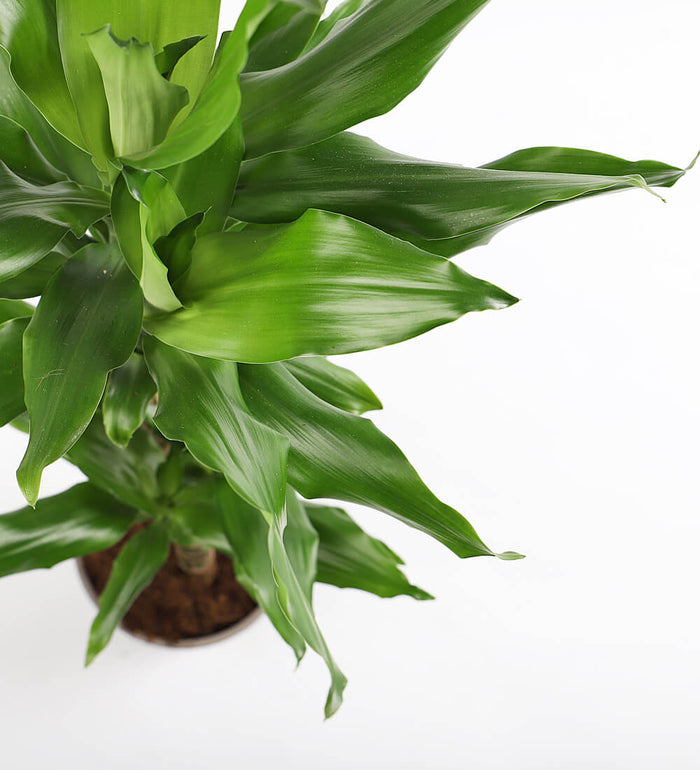 Large Dracaena Fragrans Steudneri