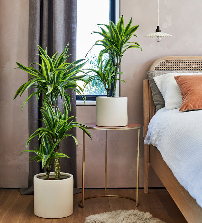 Large Dracaena Lemon & Lime