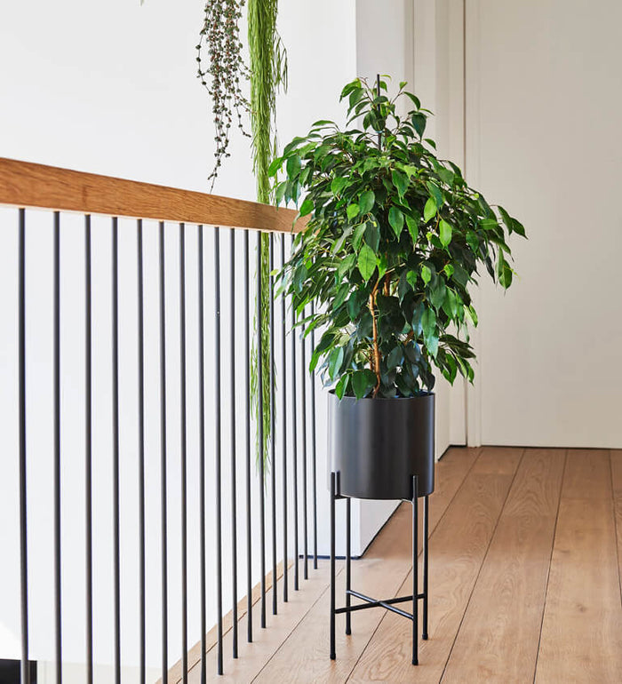 Large Ficus Benjamina