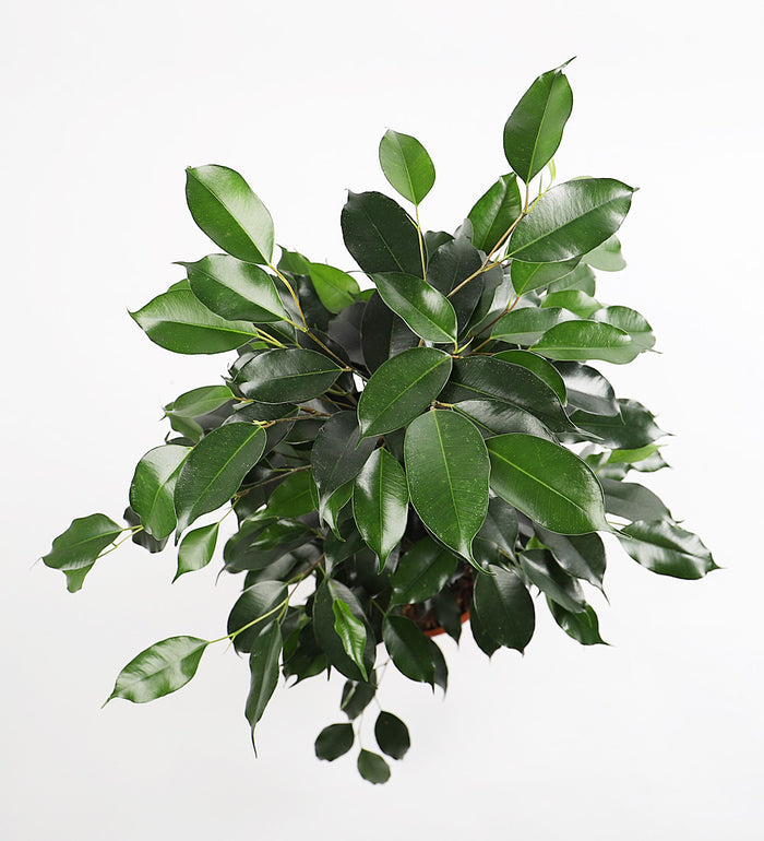 Large Ficus Benjamina