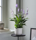Lilac Peace Lily & Pot