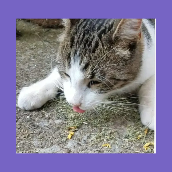 Meowijuana Catnip Blend Sierra Sunshine