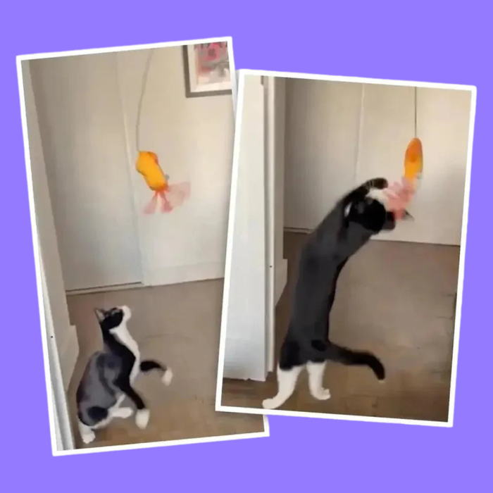 Meowijuana Jump N Jamb Chameleon
