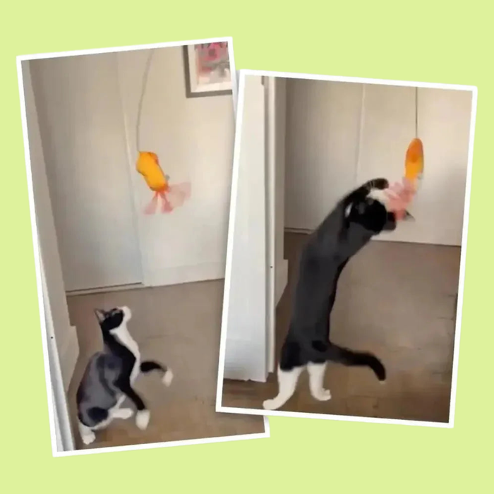 Meowijuana Jump N Jamb Dragonfly