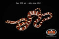 Miami Okeetee 18" Female for sale by South Mountain Reptiles