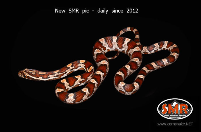 Miami Okeetee 18" Female for sale by South Mountain Reptiles