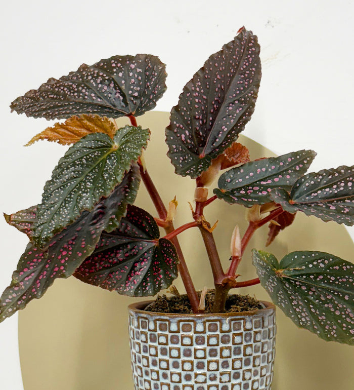 Mini Begonia Maculata & Pot