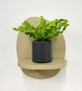 Mini Crispy wave fern & pot