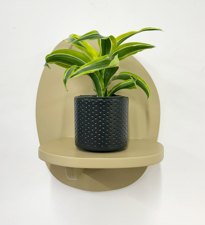 Mini Dragon Plant & Pot