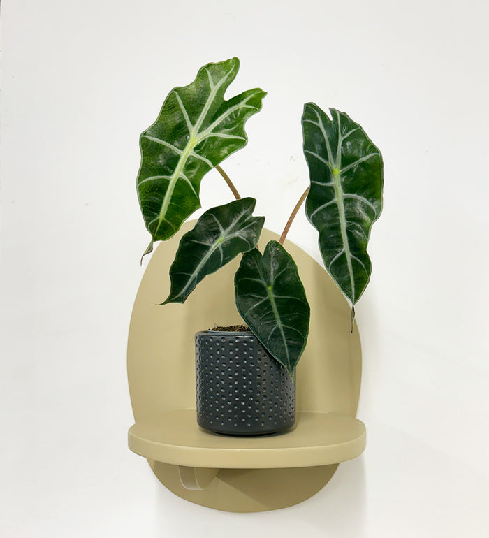 Mini Elephant Ear & Pot