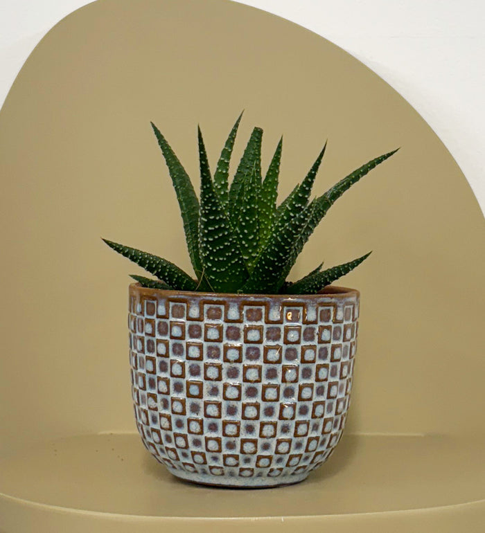 Mini Haworthia & Pot