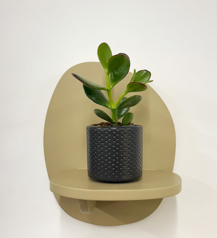 Mini Jade Plant & Pot