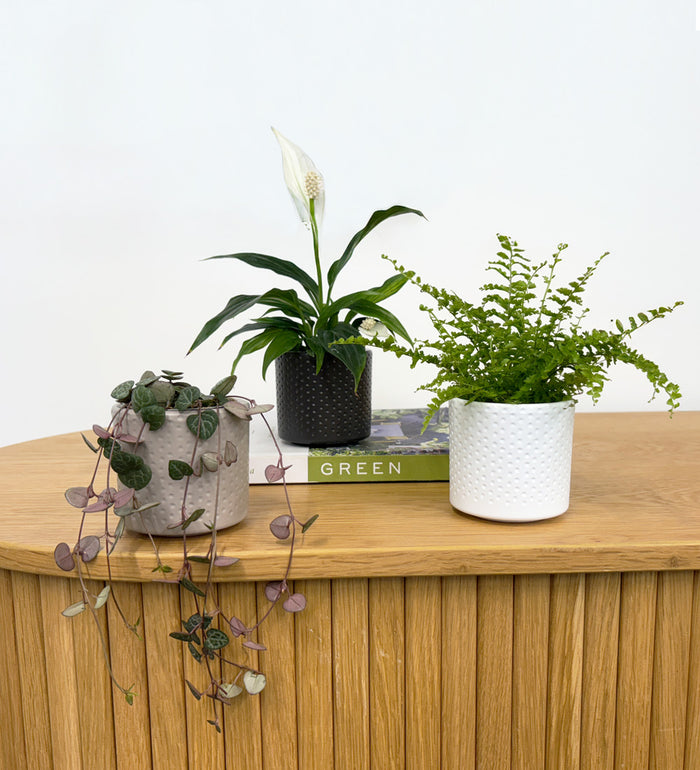 Mini Rubber Plant & pot