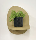 Mini Sedum Silverstar & Pot