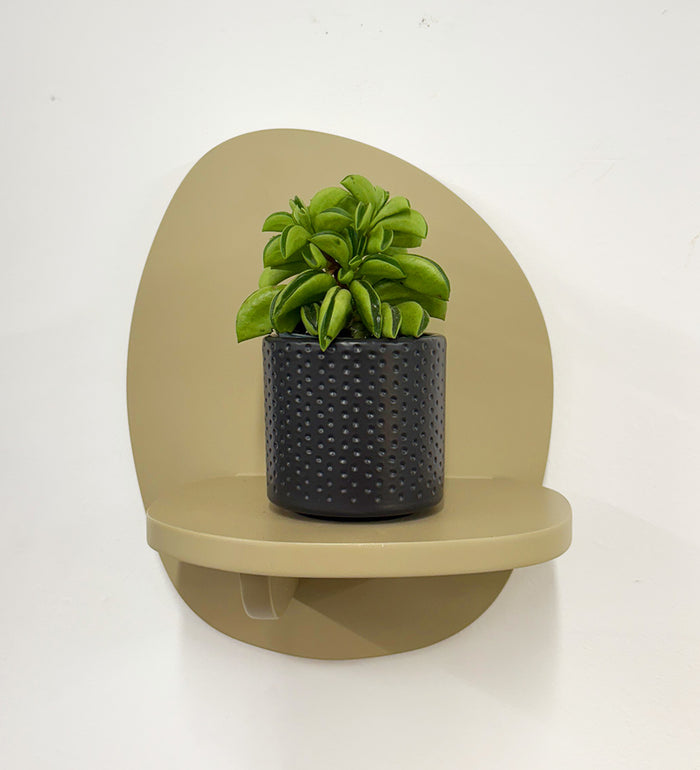 Mini Taco Plant & Pot
