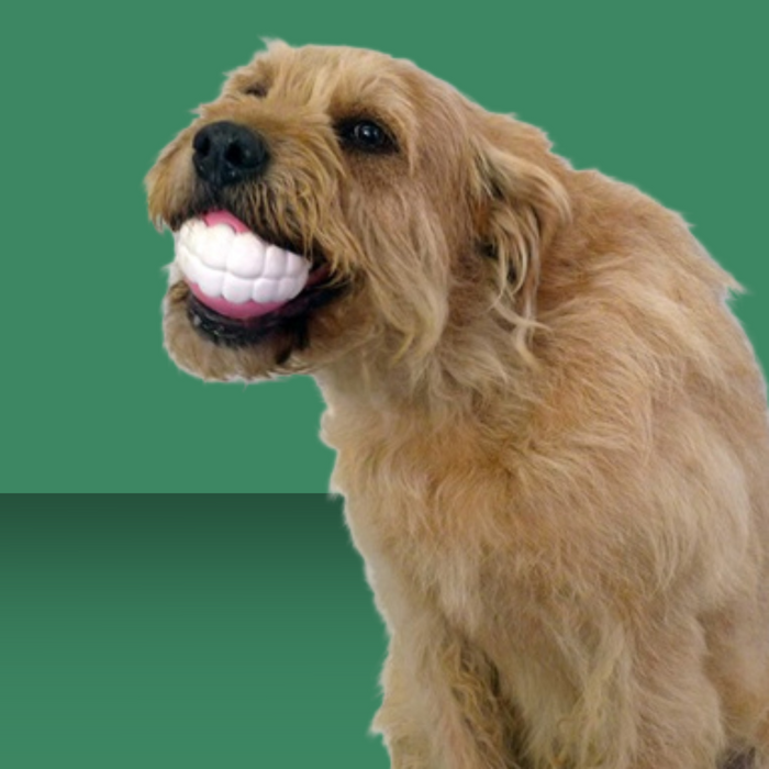 Moody Pet Humunga Chomp L