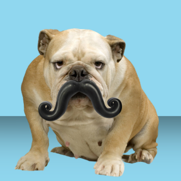 Moody Pet Humunga Stache M