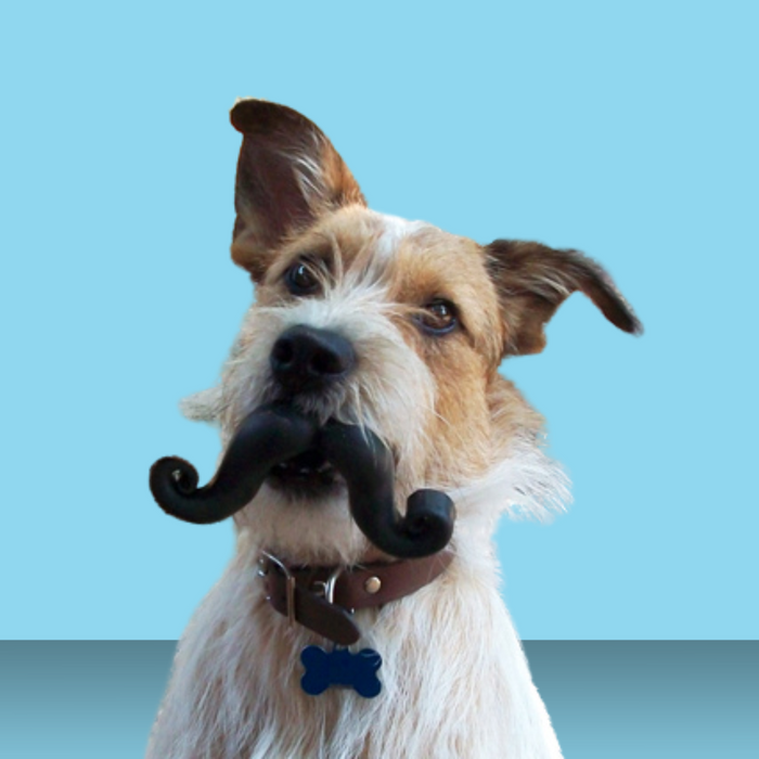 Moody Pet Humunga Stache S