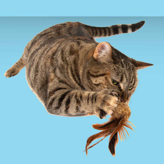 Natural Cat Toy Pheasant Feather Silver Vine Ball