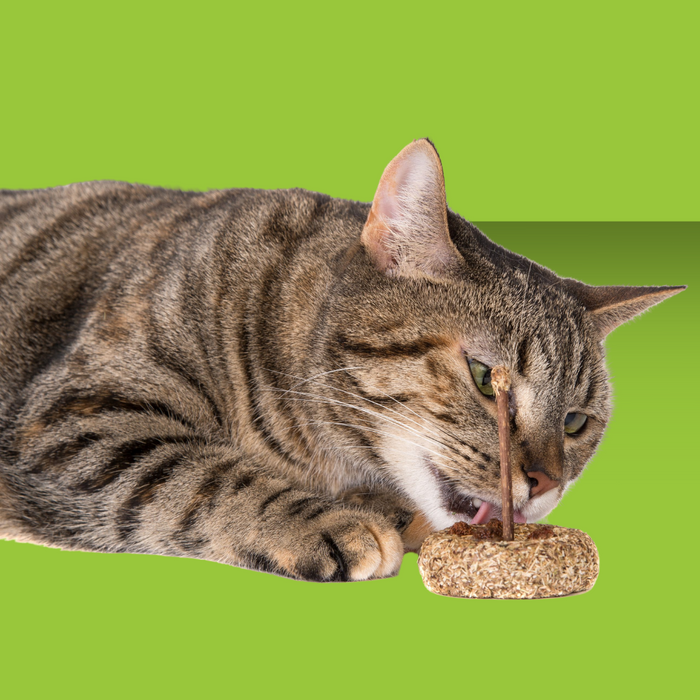 Natural Cat Toy Silvervine Birthday Cake