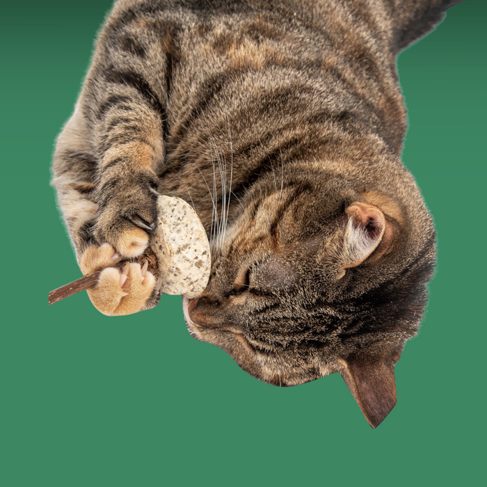 Natural Cat Toy Sunflower Catnip Flower
