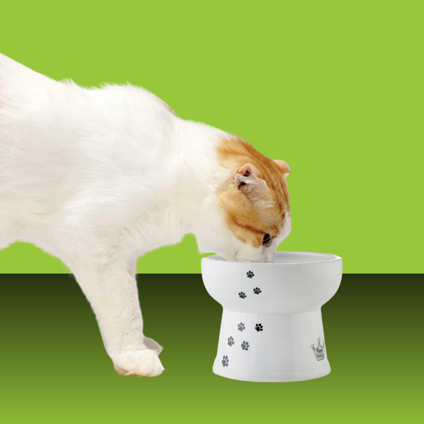 Necoichi Basic Extra Tall Raised Cat Water Bowl