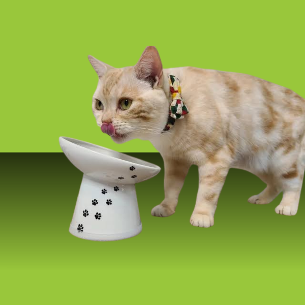 Necoichi Basic Tilted Raised Cat Food Bowl