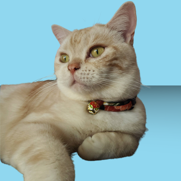Necoichi Chirimen Plum Blossom Cat Collar Green