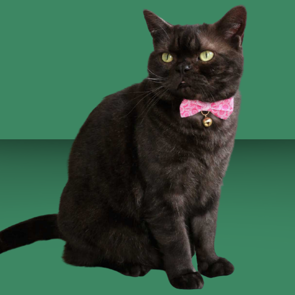 Necoichi Kiku Ribbon Bow Tie Cat Collar Pink
