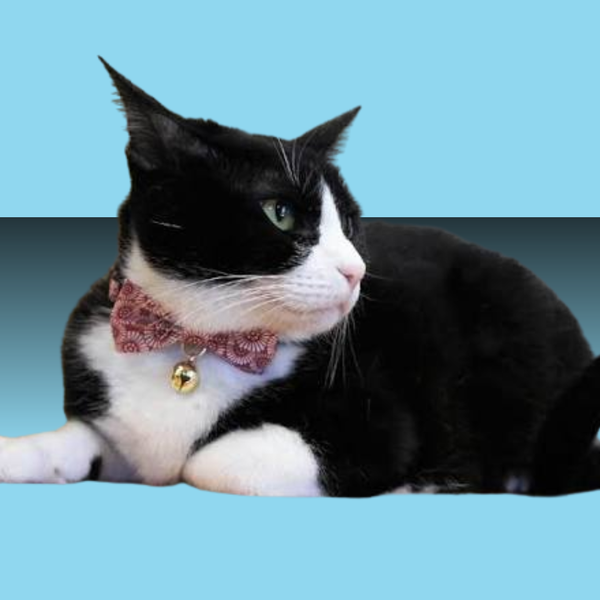 Necoichi Kiku Ribbon Bow Tie Cat Collar Red