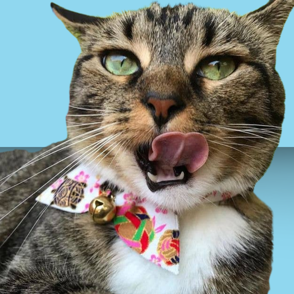 Necoichi Kimono Ribbon Cat Collar White