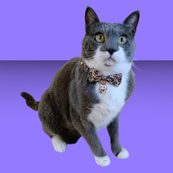 Necoichi Lucky Cat Charm Bow Tie Cat Collar Black