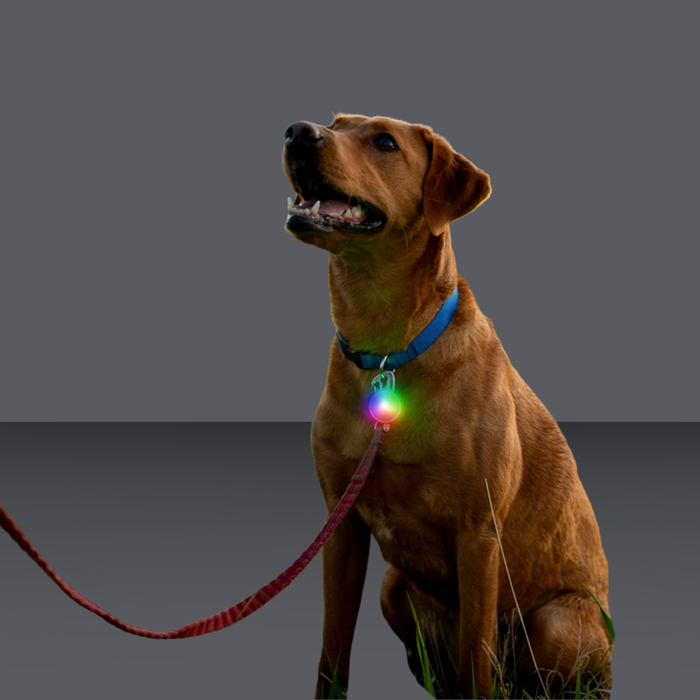 NiteIze Rechargeable Collar Light Disc-O Tech Jewel
