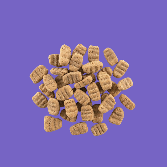 Now Fresh Large Breed Adult Dog 25#