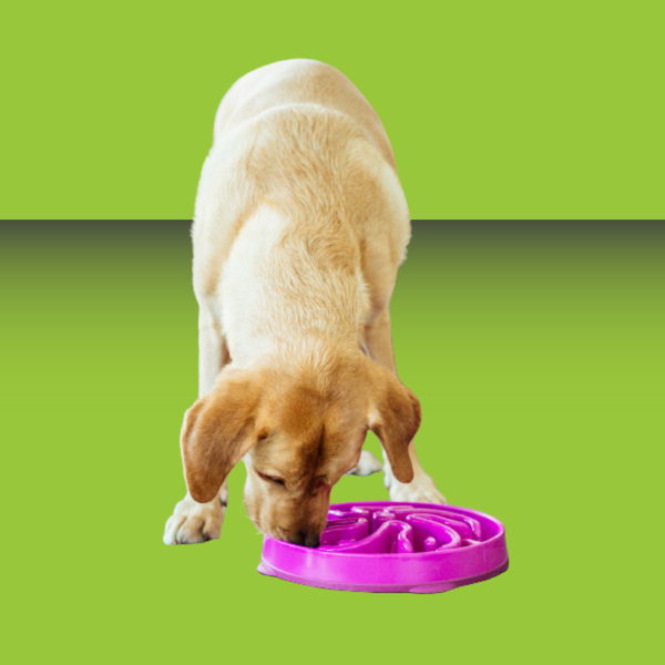 Outward Hound Fun Feeder Slo-Bowl Purple L