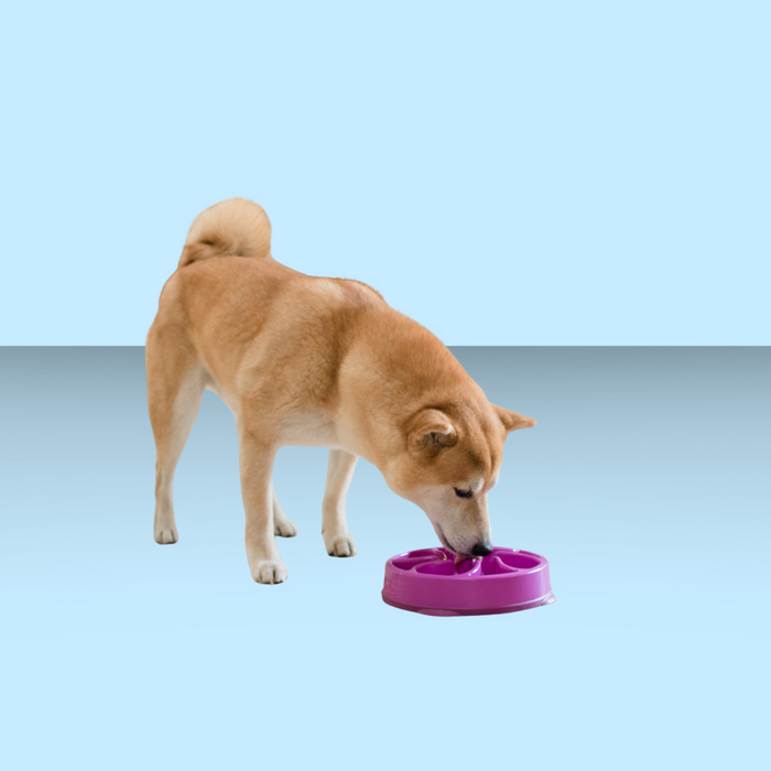 Outward Hound Fun Feeder Slo-Bowl Purple S