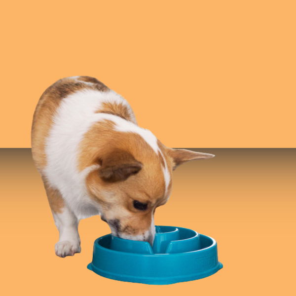 Outward Hound Fun Feeder Slo-Bowl Turquoise S