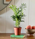 Parlour Palm