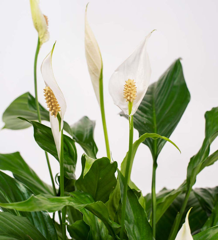Peace Lily & Pot